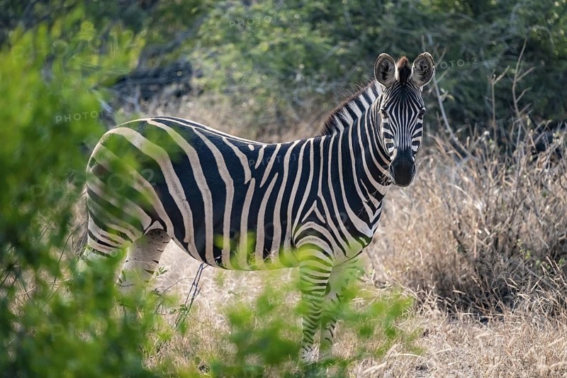 Plains zebra (Equus quagga), adult, between green bushes, Kruger National Park, South Africa
