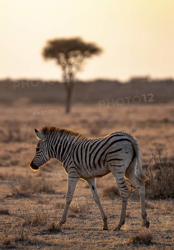 Plains zebra (Equus quagga), young animal, in dry savannah, in the evening light, Kruger National Park, South Africa