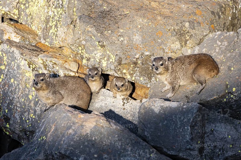 Rock hyrax (Procavia capensis), group on rocks in the evening light, Mpumalanga, South Africa