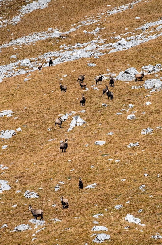 Herd of chamois (Rupicapra rupicapra), Gamsjoch, Tyrol, Austria