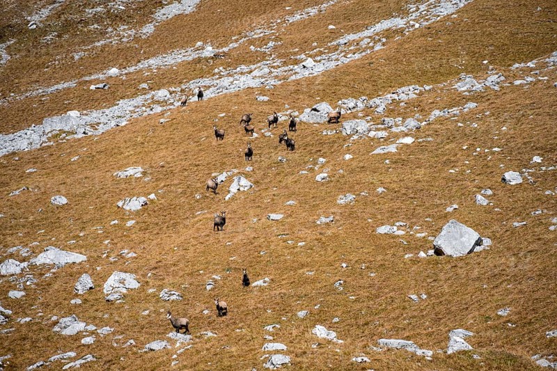 Herd of chamois (Rupicapra rupicapra), Gamsjoch, Tyrol, Austria