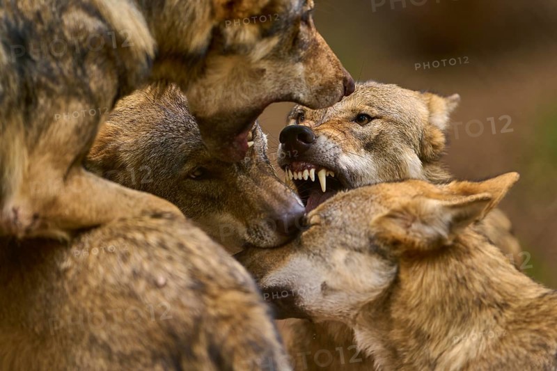 Wolf (Canis lupus), several wolves in aggressive interaction, teeth bared, tension in the group, Germany