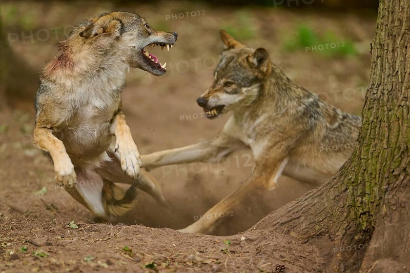 Wolf (Canis lupus), two wolves fighting aggressively in the forest next to a tree and stirring up dust, Germany