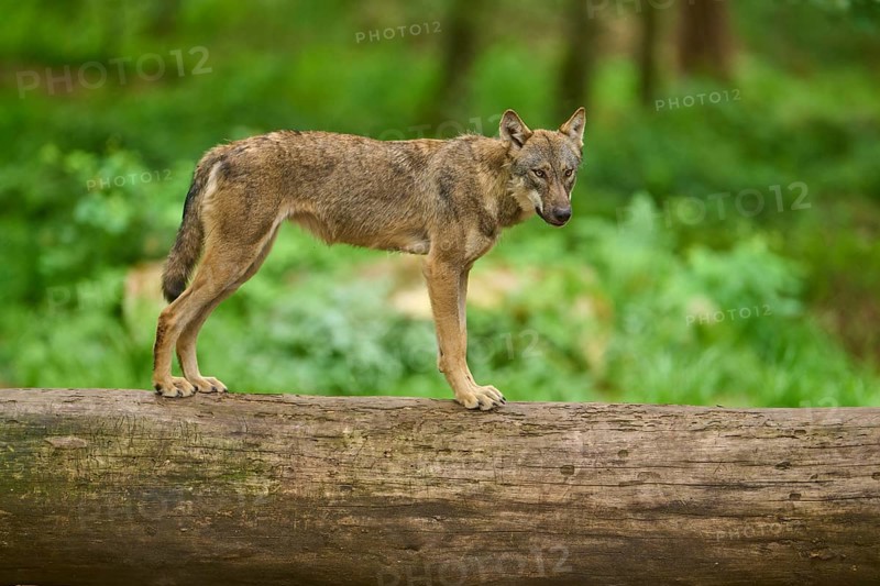 Wolf (Canis lupus), posing in the forest on a tree trunk surrounded by greenery, Germany