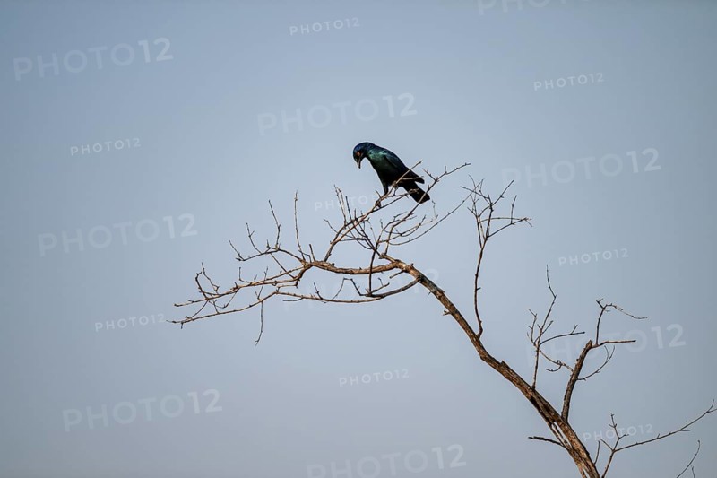 Green-tailed Glossy Starling (Lamprotornis chalybaeus), sitting on a branch against a blue sky, Kruger National Park, South Africa
