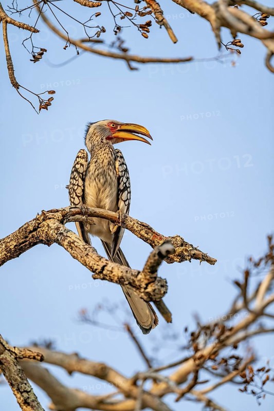 Red-ringed Hornbill (Tockus leucomelas) sitting on a branch against a blue sky, in the evening light, Kruger National Park, South Africa