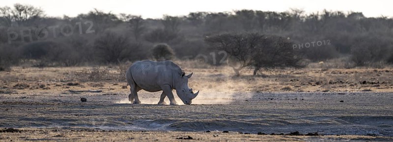 Dramatic atmosphere, Southern white rhinoceros (Ceratotherium simum simum), Khama Rhino Sanctuary, Serowe, Botswana