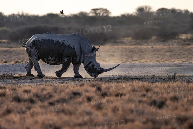 Southern white rhinoceros (Ceratotherium simum simum), Khama Rhino Sanctuary, Serowe, Botswana