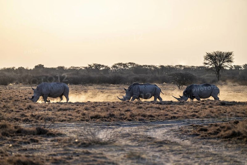 Three animals, Southern white rhinoceros (Ceratotherium simum simum), Khama Rhino Sanctuary, Serowe, Botswana