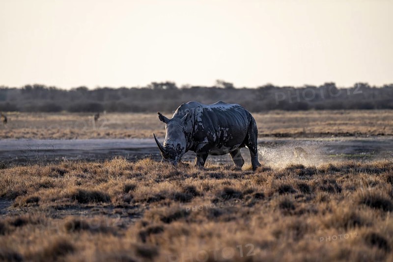 Southern white rhinoceros (Ceratotherium simum simum) peeing, Khama Rhino Sanctuary, Serowe, Botswana