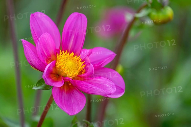 Dahlia (Dahlia), Münsterland, North Rhine-Westphalia, Germany