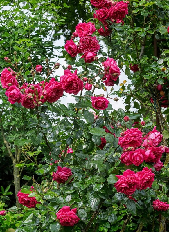 Rose (Rosa sp.), Münsterland, North Rhine-Westphalia, Germany