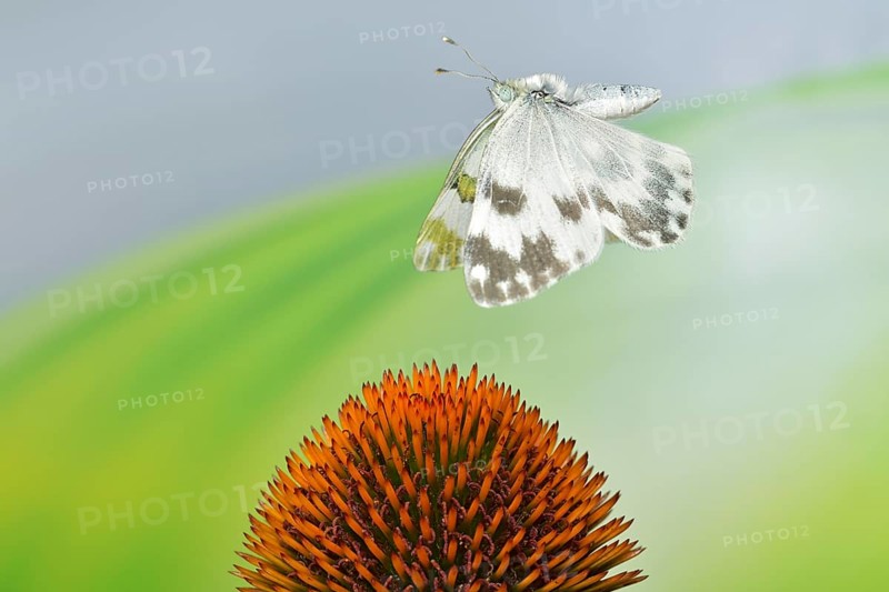 Reseda butterfly (Pontia edusa) in flight on coneflower (Echinacea)