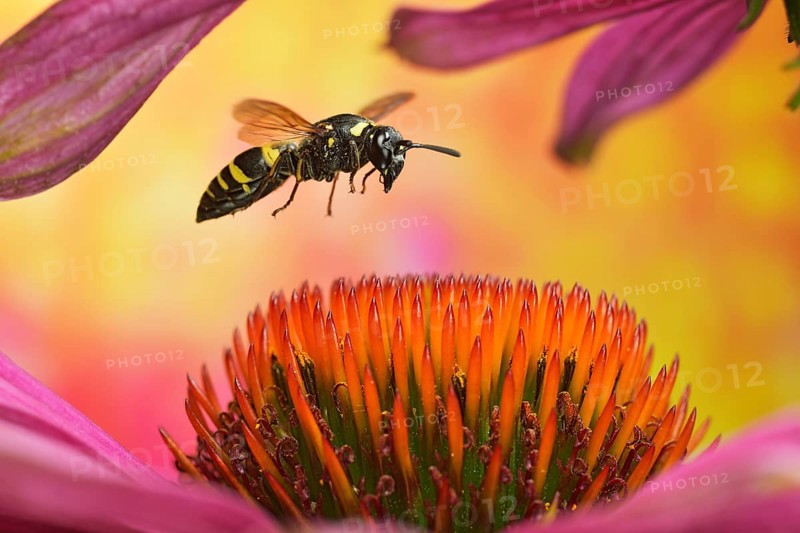 Clay wasp (Ancistrocerus nigricornis) in flight on the flower of the coneflower (Echinacea)