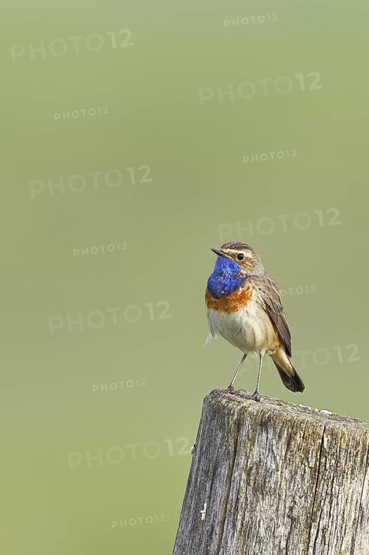 Bluethroat (Luscinia svecica cyanecula), male, on a pasture fence post, wildlife, Lembruch, Ochsen Moor, Dümmer nature park Park, Lower Saxony, Germany