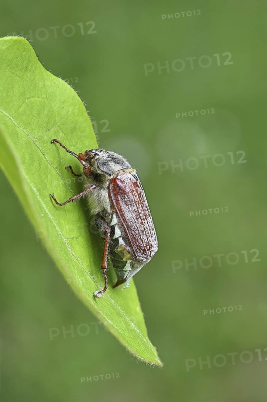 May beetle, wood cockchafer (Melolontha hippocastani), female, on a leaf, close-up, Wilnsdorf, North Rhine-Westphalia, Germany