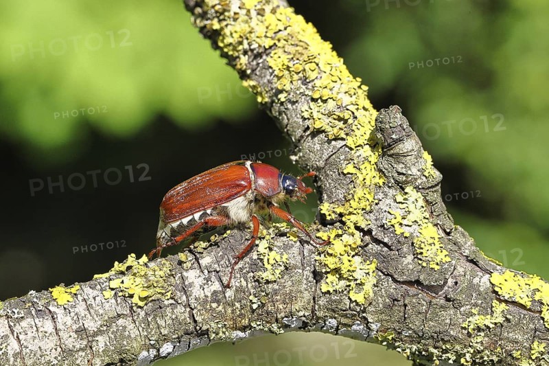 May beetle, wood cockchafer (Melolontha hippocastani), female, on a branch covered with lichen, close-up, Wilnsdorf, North Rhine-Westphalia, Germany