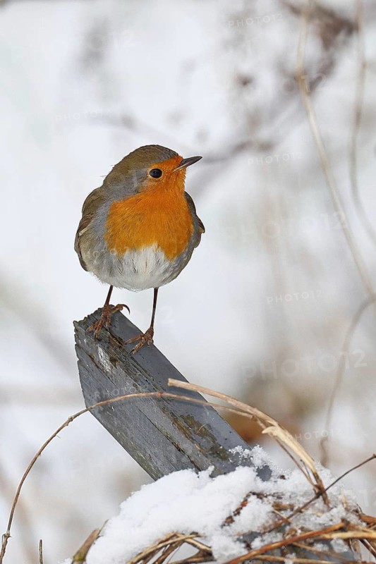 Robin (Erithacus rubecula), in winter on a fence post in the garden, Wilnsdorf, North Rhine-Westphalia, Germany