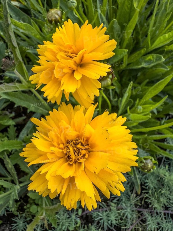 Flowering Girl's eye (Coreopsis Early Sunrise), closeup, in Ystad, Skåne County, Sweden, Scandinavia