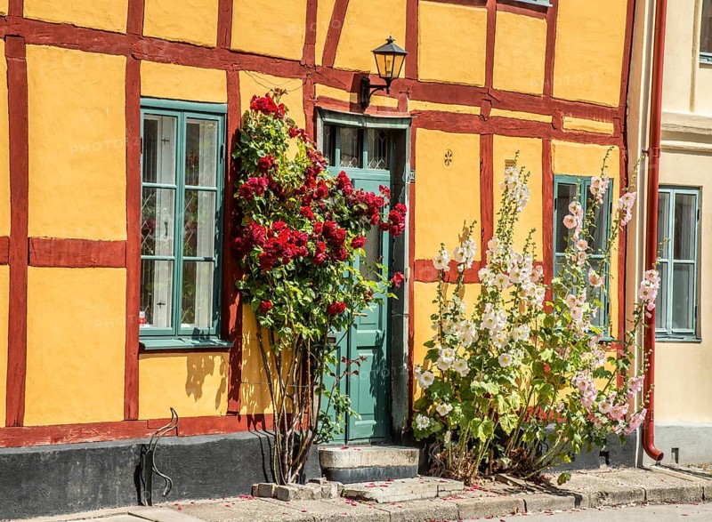 Hollyhocks (Alcea rosea) at a gate in a half-timbered house facing the street in Ystad, Skåne County, Sweden, Scandinavia