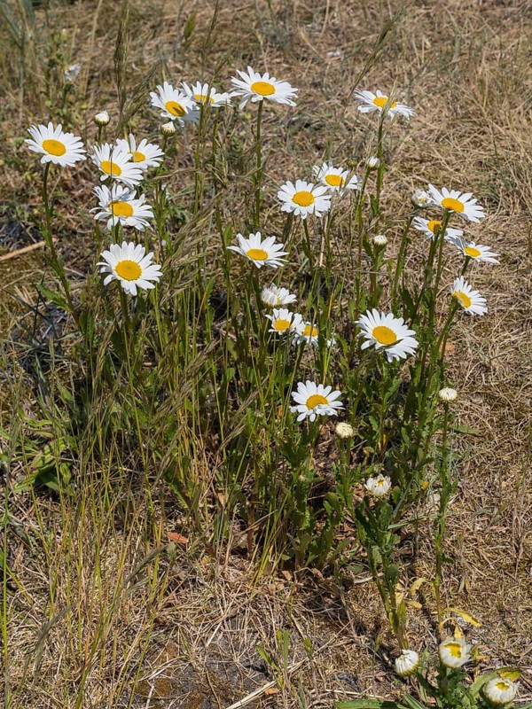 Meadow daisy (Leucanthemum vulgare), Sankt Peter Ording, Eiderstedt, North Frisia, North Sea, Schleswig-Holstein, Germany