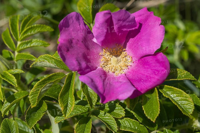 Potato rose (Rosa rugosa), wild rose, Sankt Peter Ording, Eiderstedt, North Frisia, North Sea, Schleswig-Holstein, Germany