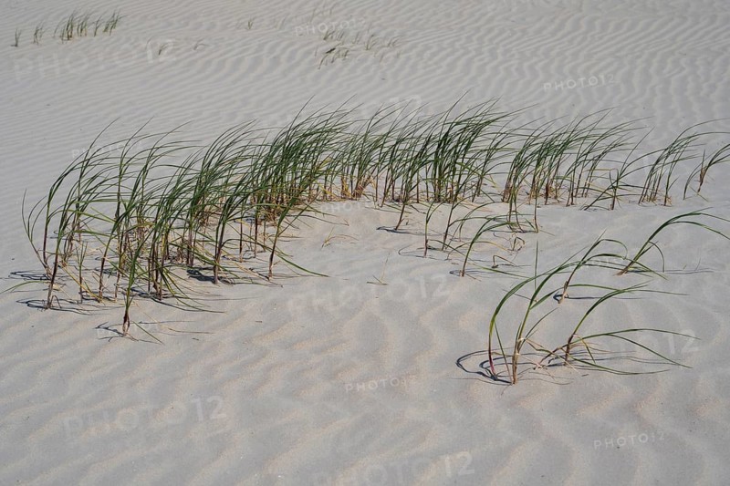 Grasses on the sandy beach, Sankt Peter Ording, Eiderstedt, North Frisia, North Sea, Schleswig-Holstein, Germany