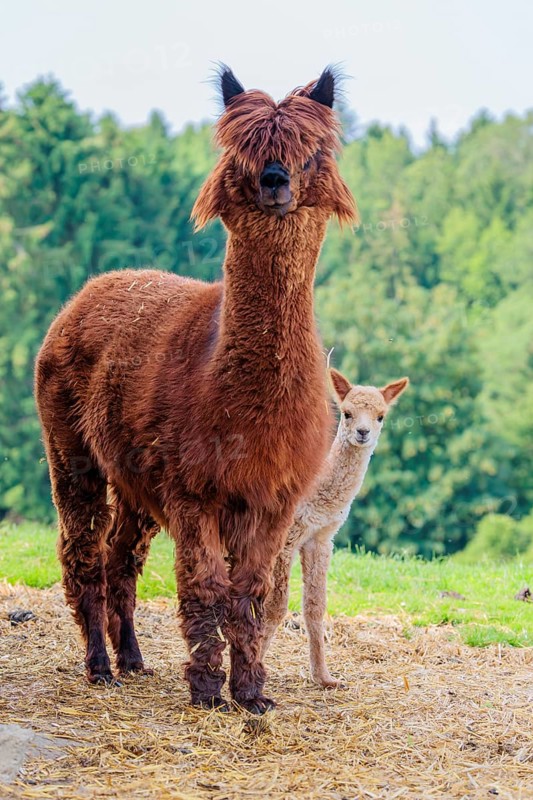 A freshly born white alpaca (Vicugna pacos) stands next to its brown mother on straw in hilly terrain
