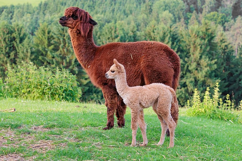 A freshly born white alpaca (Vicugna pacos) stands next to its brown mother on a green meadow on hilly terrain