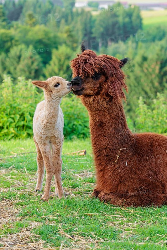 A freshly born white alpaca (Vicugna pacos) stands in front of its brown mother and sniffer on her snout (kisses her)