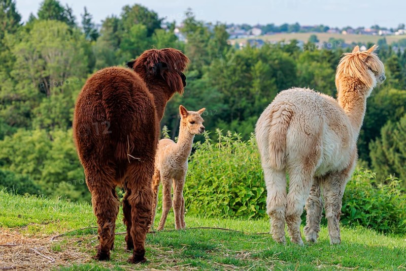 Two adult and one newly born white alpaca (Vicugna pacos) standing on straw in hilly terrain