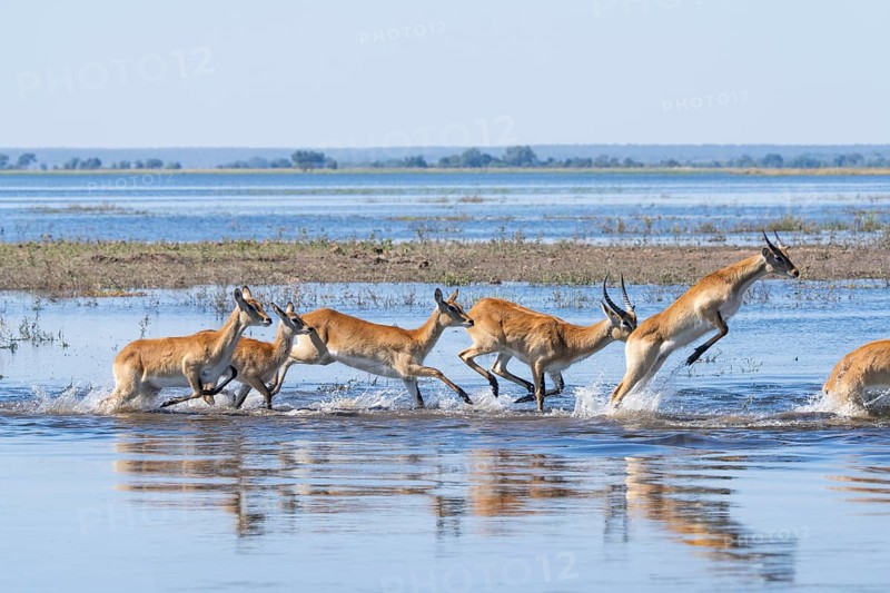 Lechwe (Kobus leche) gracefully leaps through shimmering blue waters in Chobe National Park, Botswanas vibrant wilderness. Botswana