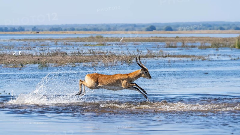 Lechwe (Kobus leche) male gracefully leaps through blue waters in Chobe National Park, Botswanas vibrant wilderness. Botswana