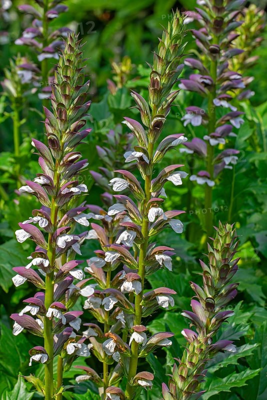 Spiny bear's breech (Acanthus spinosus) in flower in garden, native to southern Europe