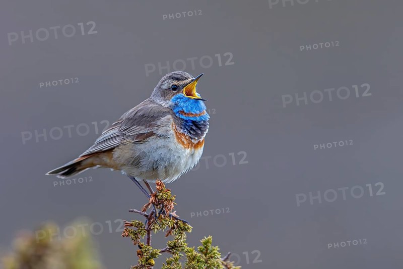 Red-spotted bluethroat (Luscinia svecica svecica) male singing from shrub on the tundra in spring, Sweden, Scandinavia