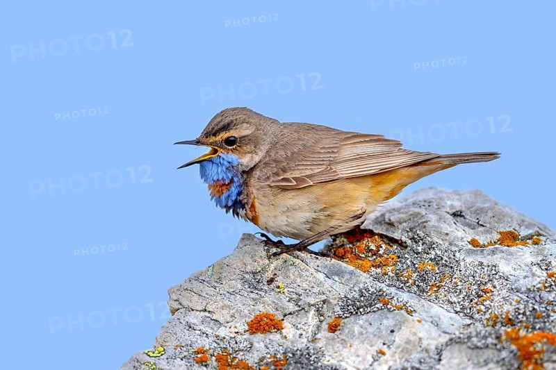 Red-spotted bluethroat (Luscinia svecica svecica) male calling from rock on the tundra in spring, Sweden, Scandinavia