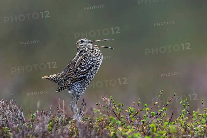 Great snipe (Gallinago media) male calling during courtship display at lek at dusk on tundra breeding ground in spring (June), Sweden, Scandinavia