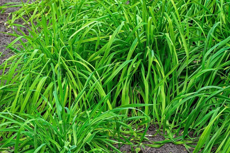 Secale multicaule Waldstauden, forest perennial rye, forest perennial grain, ancient rye, St. John's rye, German rye in field in spring
