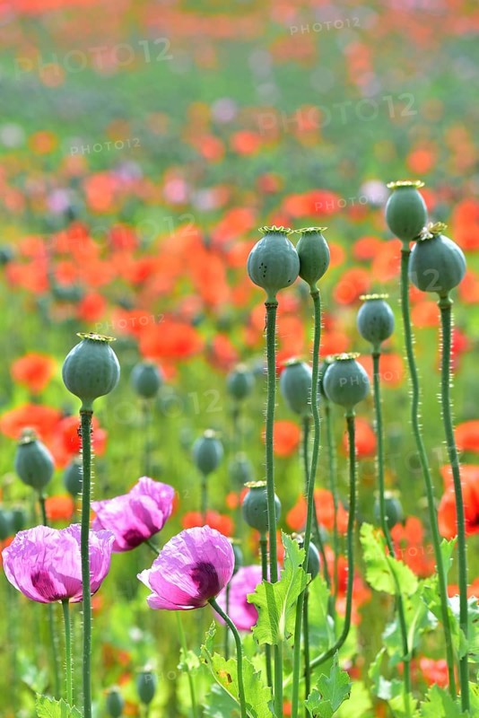 Flowering field with poppies (Papaver) and seed capsules of the poppy flowers in the foreground, Bavaria, Germany