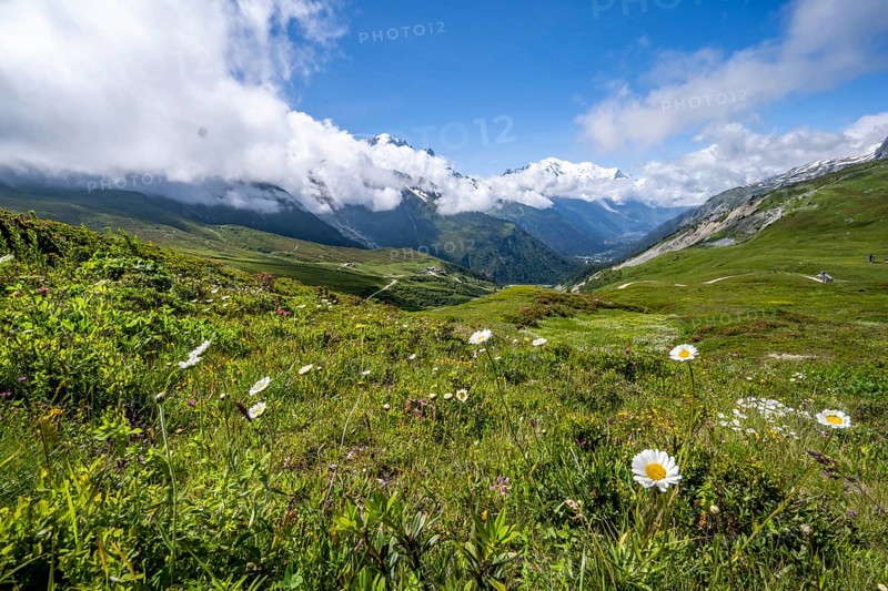 Flower meadow and mountain panorama with cloudy glaciated mountain peaks, view of Aiguille du Midi and Mont Blanc, Col de Balme, Chamonix, Haute-Savoie, France