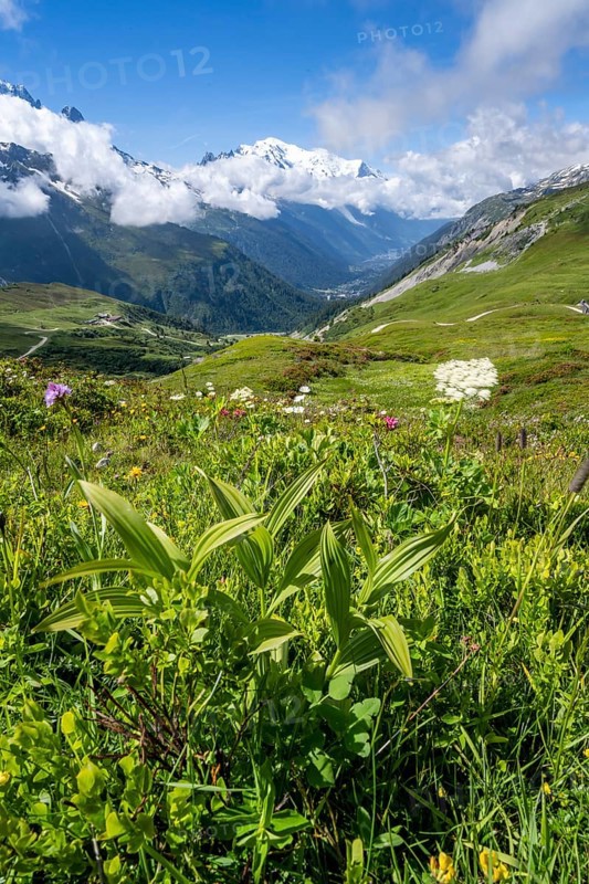 Flower meadow and mountain panorama with cloudy glaciated mountain peaks, view of Aiguille du Midi and Mont Blanc, Col de Balme, Chamonix, Haute-Savoie, France