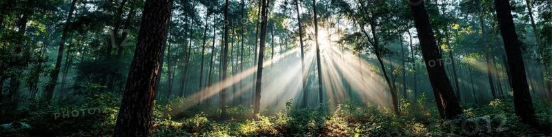 Beautiful rays of sunlight in a green forest shining through trees and tree branches. Concept of new beginning and spirituality, AI generated