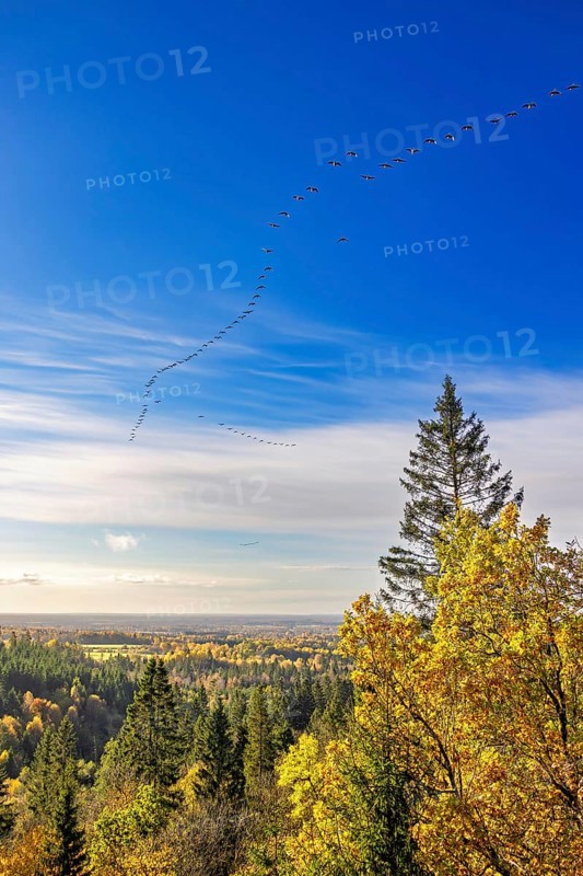 Scenics view at a forest landscape with autumn colours on the trees and a flock of geese flying in formation on the sunny blue sky