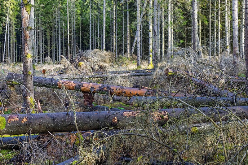 Storm fallen trees lying on the ground in by a forest edge in at a spruce forest