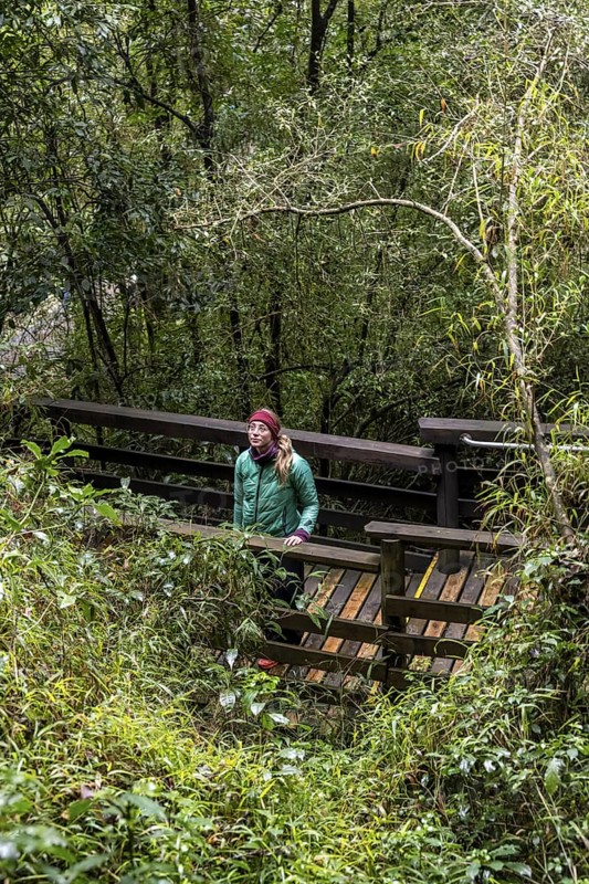 Young woman on wooden path through dense forest, Graskop Gorge or Graskopkloof, Graskop, Mpumalanga, South Africa