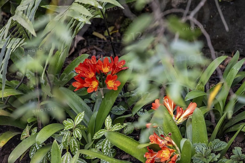 Red flowers of a clivia (Clivia miniata), dense forest, Graskop Gorge or Graskopkloof, Graskop, Mpumalanga, South Africa