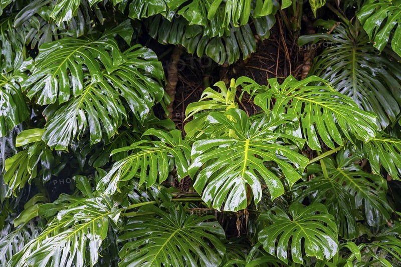 Giant leaves of a Monstera, window leaves (Monstera), Graskop, Mpumalanga, South Africa