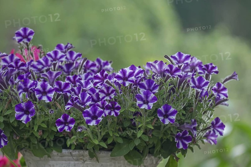Petunias in a flower box, North Rhine-Westphalia, Germany