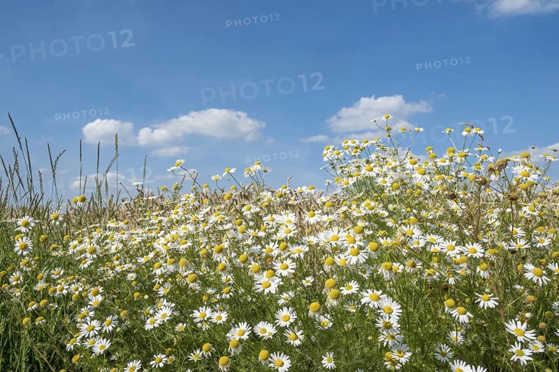 Chamomile in bloom against a blue sky with some clouds, Münsterland, North Rhine-Westphalia, Germany