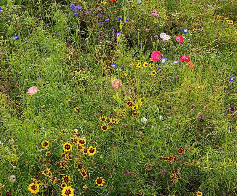 Meadow with wild growing different flowers, garden in South England, coastal region, England, GB